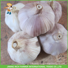 Big Size 6.0CM Fresh Red Garlic For Brazil